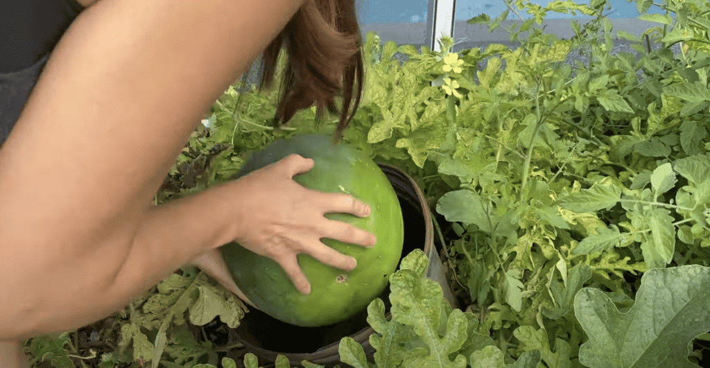 Moon and stars watermelon